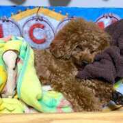 ヒメ日記 2026/01/21 03:06 投稿 かおるこ 横浜ひよこ倶楽部