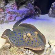 ヒメ日記 2025/03/17 19:07 投稿 まり モアグループ宇都宮人妻花壇