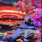 ヒメ日記 2025/05/10 11:40 投稿 まり モアグループ宇都宮人妻花壇