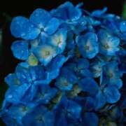 ヒメ日記 2025/06/22 16:06 投稿 神崎 熟女の風俗最終章 新横浜店