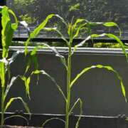 ヒメ日記 2025/06/19 09:09 投稿 桃　子 [モモコ] ゆるふわ彼女