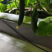 ヒメ日記 2025/07/03 08:49 投稿 桃　子 [モモコ] ゆるふわ彼女