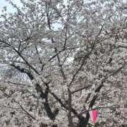 ヒメ日記 2025/04/02 12:51 投稿 らら ごほうびSPA名古屋店