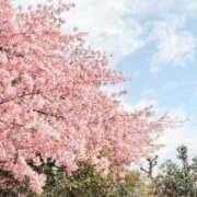 ヒメ日記 2025/04/04 13:01 投稿 らら ごほうびSPA名古屋店