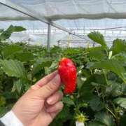 ヒメ日記 2025/04/15 10:59 投稿 らら ごほうびSPA名古屋店