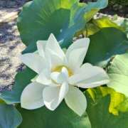 ヒメ日記 2025/08/05 19:36 投稿 杉岡夏江 五十路マダム愛されたい熟女たち岡山店（カサブランカグループ）