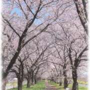 ヒメ日記 2025/04/10 13:54 投稿 ひかり 仙南 愛ランド（白石、柴田、岩沼、名取）