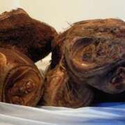 ヒメ日記 2025/12/26 16:27 投稿 樹里 モアグループ所沢人妻城