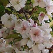 ヒメ日記 2026/04/03 19:12 投稿 樹里 モアグループ所沢人妻城