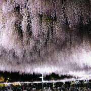 ヒメ日記 2026/04/12 14:27 投稿 樹里 モアグループ所沢人妻城