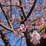 せり 明日出勤🌸 人妻小旅行