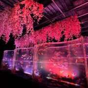 ヒメ日記 2026/04/13 10:50 投稿 朝井かやの セレブショップ新宿（東京ハレ系）