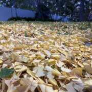 ヒメ日記 2024/12/12 23:10 投稿 白石あすか セクシーキャット 神田店