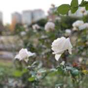 ヒメ日記 2024/12/13 11:04 投稿 白石あすか セクシーキャット 神田店