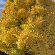 ヒメ日記 2024/12/17 12:12 投稿 白石あすか セクシーキャット 神田店