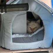 ヒメ日記 2025/01/07 10:54 投稿 白石あすか セクシーキャット 神田店