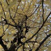 ヒメ日記 2025/01/14 11:03 投稿 白石あすか セクシーキャット 神田店