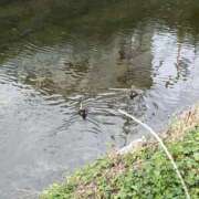 ヒメ日記 2025/02/07 13:04 投稿 白石あすか セクシーキャット 神田店