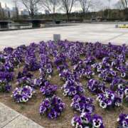 ヒメ日記 2025/02/25 10:52 投稿 白石あすか セクシーキャット 神田店