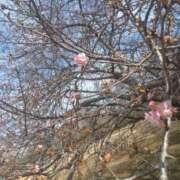 ヒメ日記 2025/03/04 14:13 投稿 白石あすか セクシーキャット 神田店