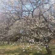 ヒメ日記 2025/03/07 12:41 投稿 白石あすか セクシーキャット 神田店