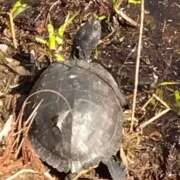 ヒメ日記 2025/03/07 23:04 投稿 白石あすか セクシーキャット 神田店