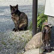 ヒメ日記 2025/03/11 10:55 投稿 白石あすか セクシーキャット 神田店