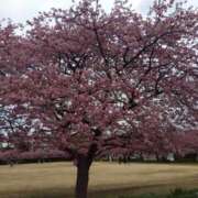 ヒメ日記 2025/03/14 10:57 投稿 白石あすか セクシーキャット 神田店