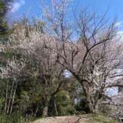 ヒメ日記 2025/03/20 16:00 投稿 白石あすか セクシーキャット 神田店