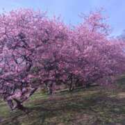 ヒメ日記 2025/03/27 11:15 投稿 白石あすか セクシーキャット 神田店