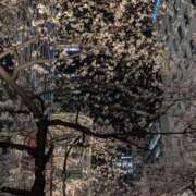 ヒメ日記 2025/03/28 23:19 投稿 白石あすか セクシーキャット 神田店