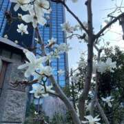 ヒメ日記 2025/03/31 10:57 投稿 白石あすか セクシーキャット 神田店