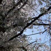 ヒメ日記 2025/03/31 23:13 投稿 白石あすか セクシーキャット 神田店