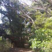 ヒメ日記 2025/04/01 12:08 投稿 白石あすか セクシーキャット 神田店