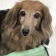 ヒメ日記 2025/04/03 23:05 投稿 白石あすか セクシーキャット 神田店