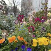 ヒメ日記 2025/04/04 10:58 投稿 白石あすか セクシーキャット 神田店