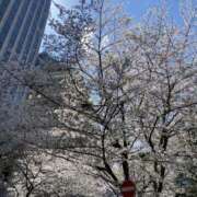 ヒメ日記 2025/04/07 11:23 投稿 白石あすか セクシーキャット 神田店