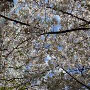 ヒメ日記 2025/04/10 11:56 投稿 白石あすか セクシーキャット 神田店