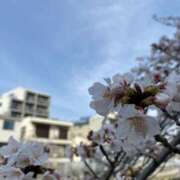 ヒメ日記 2025/04/15 10:43 投稿 白石あすか セクシーキャット 神田店