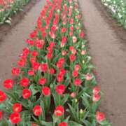 ヒメ日記 2025/04/24 10:23 投稿 白石あすか セクシーキャット 神田店