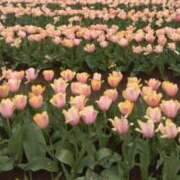 ヒメ日記 2025/04/28 12:01 投稿 白石あすか セクシーキャット 神田店