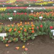 ヒメ日記 2025/04/29 14:13 投稿 白石あすか セクシーキャット 神田店