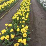 ヒメ日記 2025/05/01 11:36 投稿 白石あすか セクシーキャット 神田店