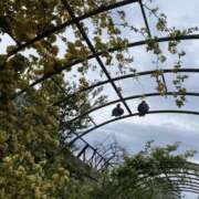 ヒメ日記 2025/05/02 11:15 投稿 白石あすか セクシーキャット 神田店