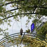 ヒメ日記 2025/05/06 11:44 投稿 白石あすか セクシーキャット 神田店