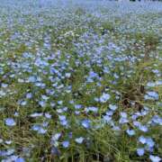 ヒメ日記 2025/05/15 11:26 投稿 白石あすか セクシーキャット 神田店