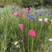 ヒメ日記 2025/05/16 11:09 投稿 白石あすか セクシーキャット 神田店