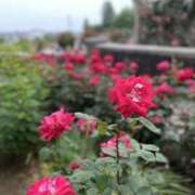 ヒメ日記 2025/05/19 10:47 投稿 白石あすか セクシーキャット 神田店