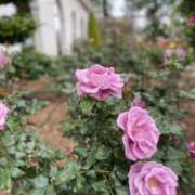 ヒメ日記 2025/05/20 10:42 投稿 白石あすか セクシーキャット 神田店