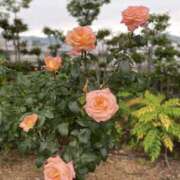 ヒメ日記 2025/05/22 10:48 投稿 白石あすか セクシーキャット 神田店